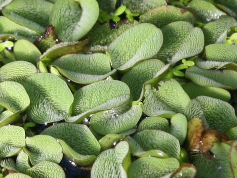 Salvinia molesta