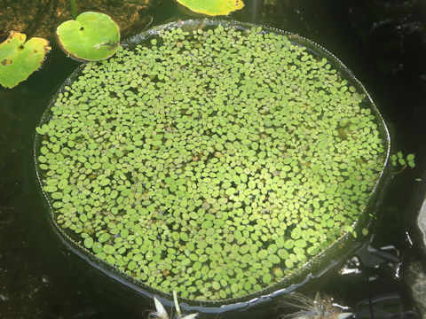 Salvinia molesta