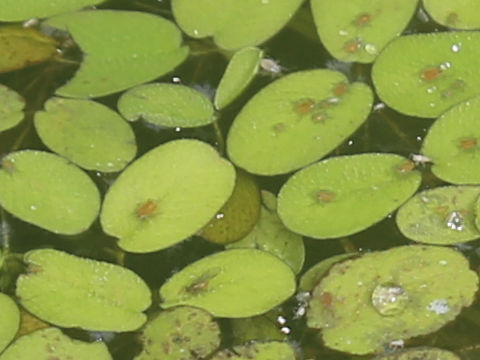 Salvinia molesta