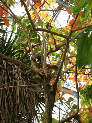 Lagerstroemia speciosa