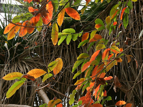Lagerstroemia speciosa