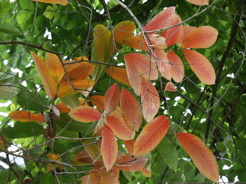 Lagerstroemia speciosa