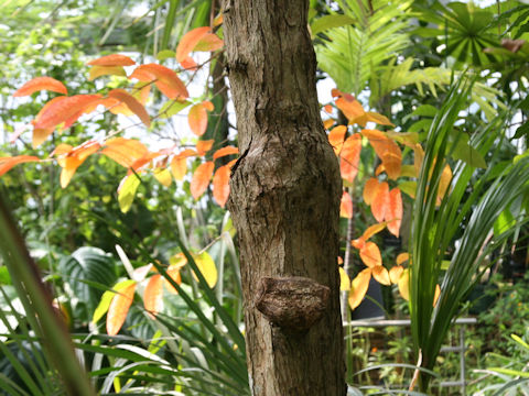 Lagerstroemia speciosa