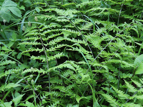 Athyrium x multifidum