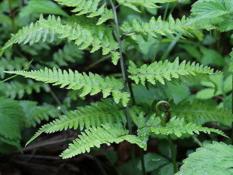 Athyrium x multifidum