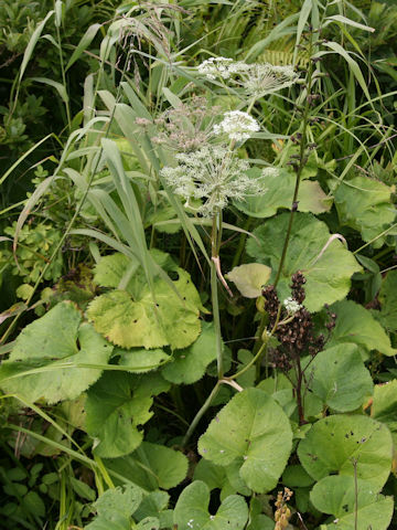 Angelica genuflexa
