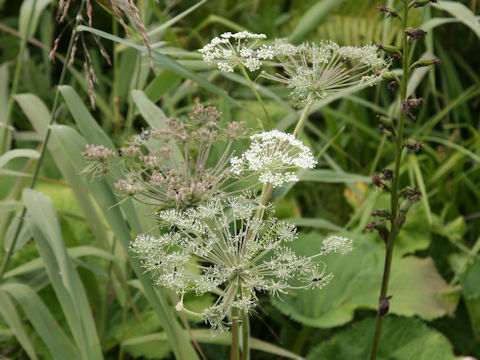 Angelica genuflexa