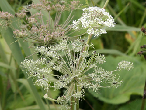 Angelica genuflexa