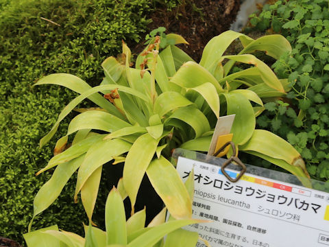 Heloniopsis leucantha