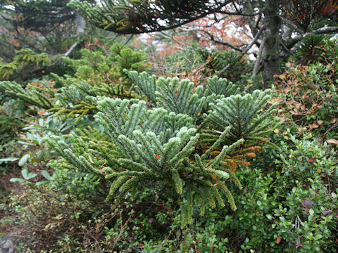 Abies mariesii