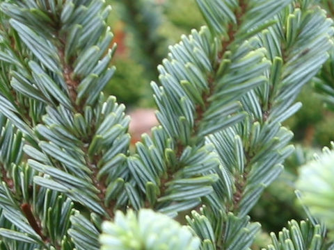 Abies mariesii