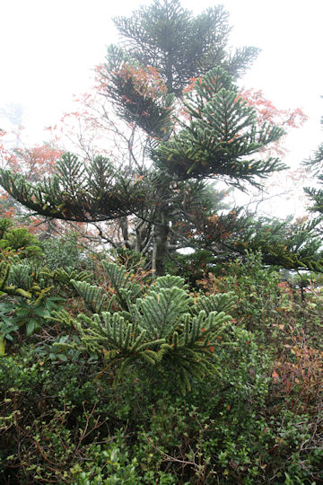 Abies mariesii