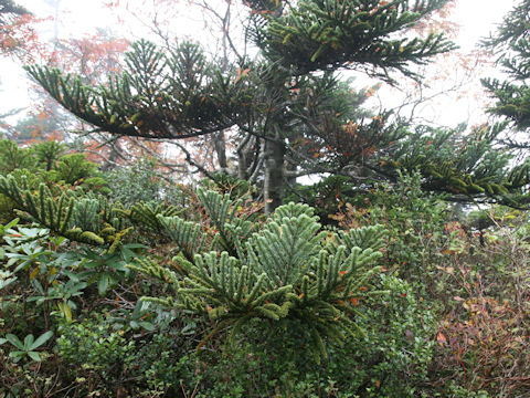 Abies mariesii