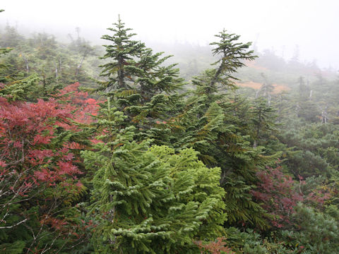 Abies mariesii