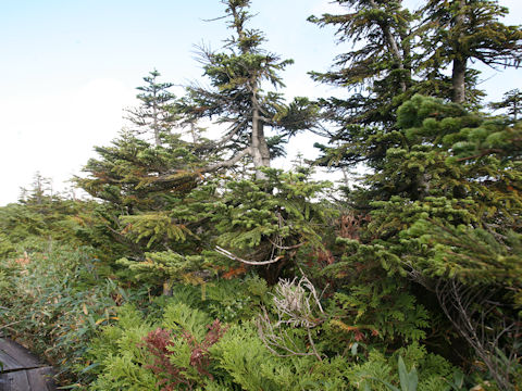 Abies mariesii