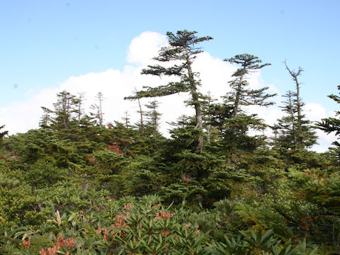 Abies mariesii