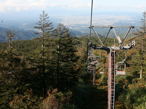 Abies mariesii