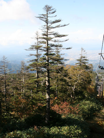 Abies mariesii
