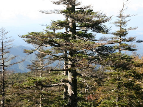 Abies mariesii