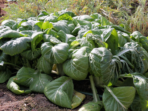 Brassica rapa var. amplexicaulis