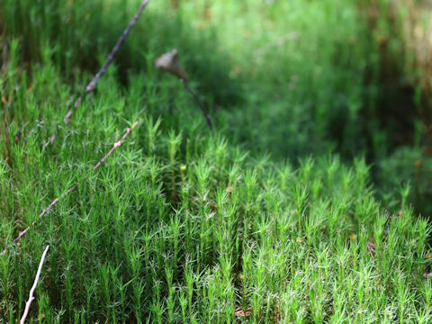 Polytrichum formosum