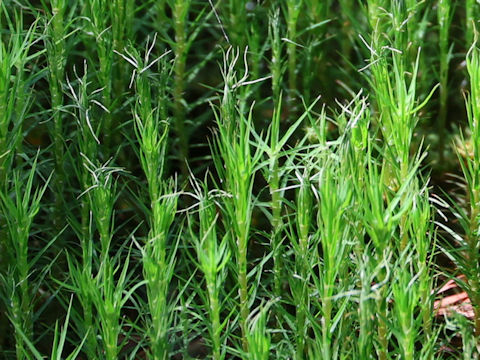 Polytrichum formosum