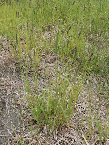 Alopecurus pratensis