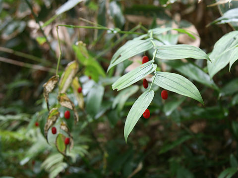 Streptopus amplexifolius var. papillatus
