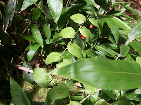 Streptopus amplexifolius var. papillatus