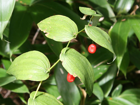 Streptopus amplexifolius var. papillatus