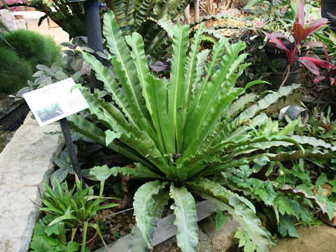 Asplenium antiquum