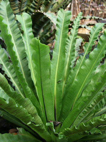 Asplenium antiquum