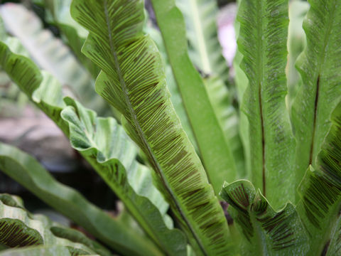 Asplenium antiquum