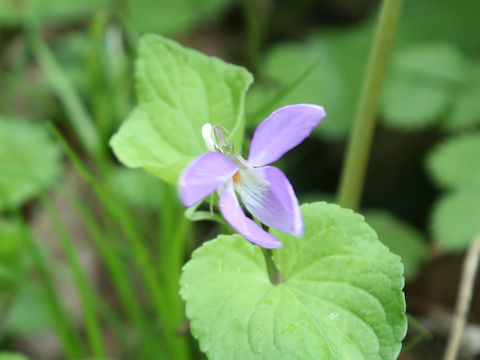 Viola kusanoana