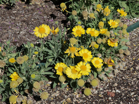 Gaillardia x grandiflora