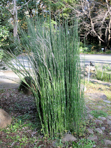 Equisetum praealtum