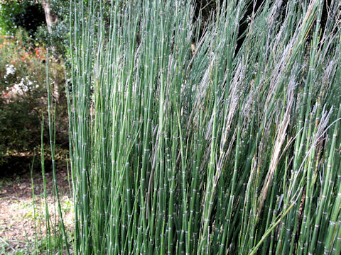 Equisetum praealtum