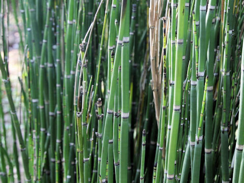 Equisetum praealtum