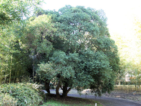 Ilex crenata var. latifolia