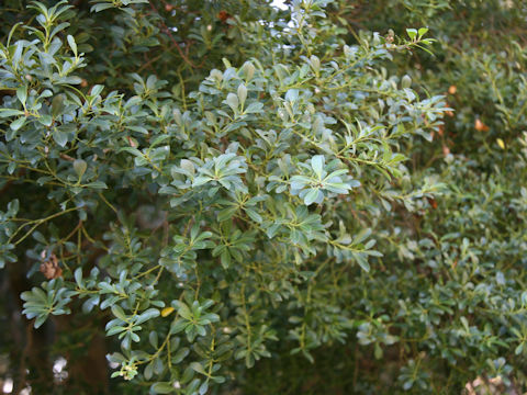 Ilex crenata var. latifolia