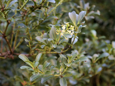 Ilex crenata var. latifolia