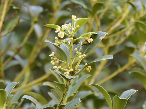 Ilex crenata var. latifolia