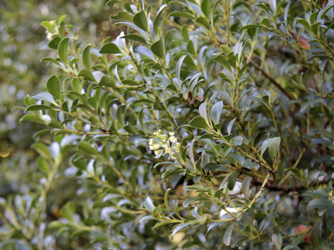 Ilex crenata var. latifolia