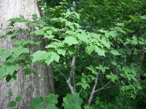 Euonymus planipes