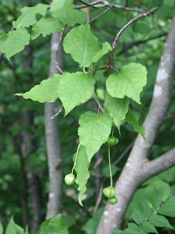 Euonymus planipes