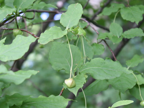 Euonymus planipes