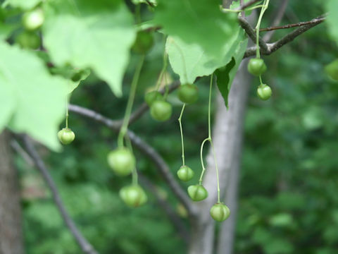 Euonymus planipes