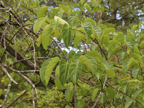 Celastrus stephanotidifolius