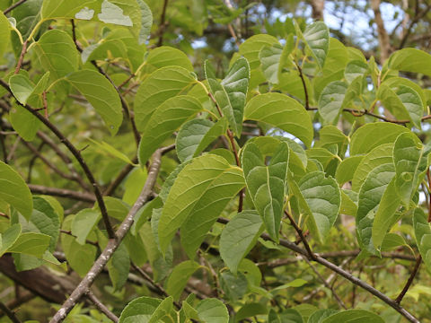 Celastrus stephanotidifolius