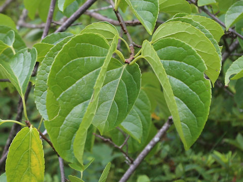 Celastrus stephanotidifolius